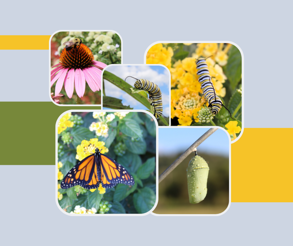 Pollinator plants & Monarch caterpillars, chrysalis & butterfly