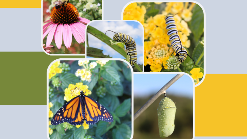 Pollinator plants & Monarch caterpillars, chrysalis & butterfly